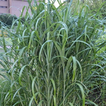 Miscanthus sinensis 'Big Kahuna™ ' (Japanese Silver Grass)