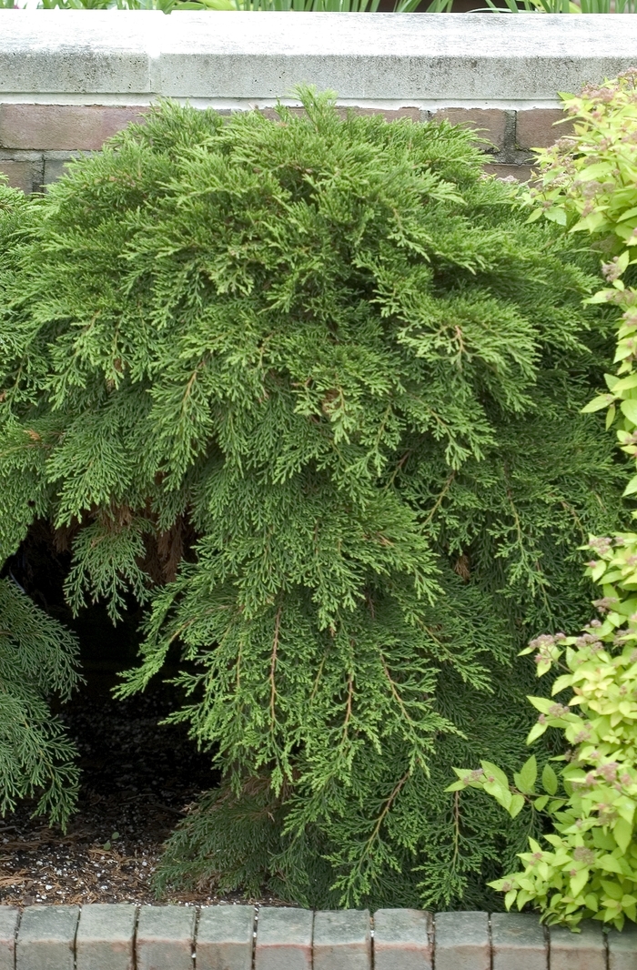 Russian Cypress - Microbiota decussata