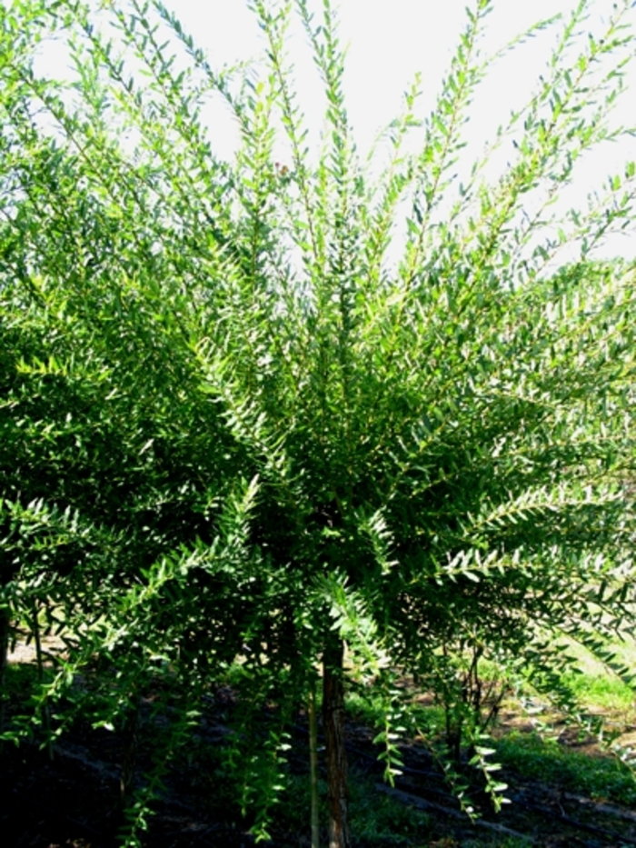 Dappled Willow - Salix integra 'Hakuro Nishiki'