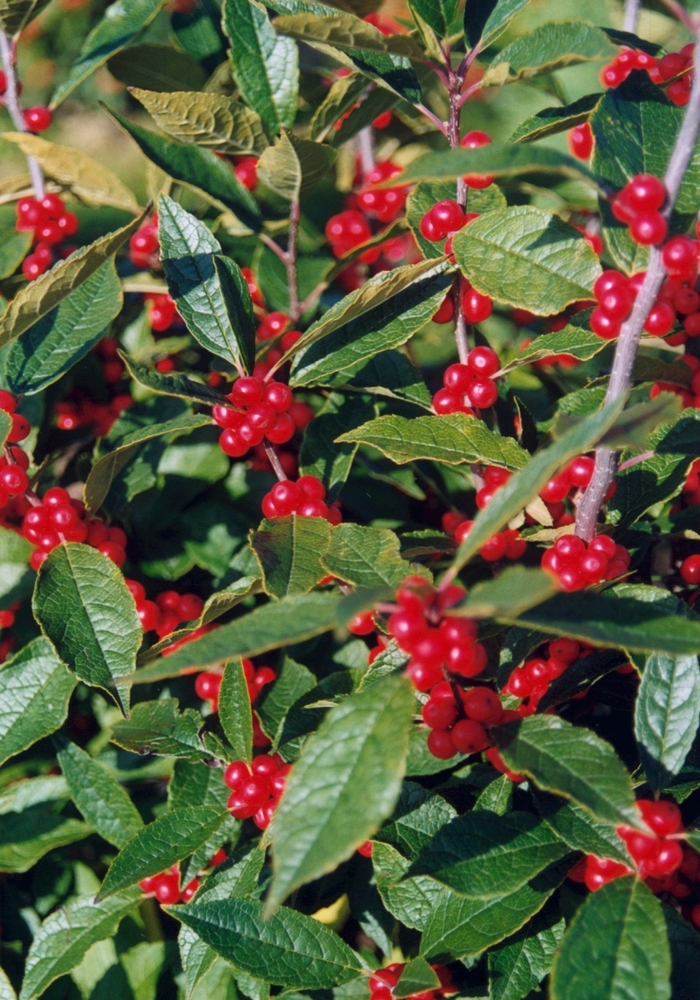 Jim Dandy Winterberry - Ilex verticillata 'Winter Red'
