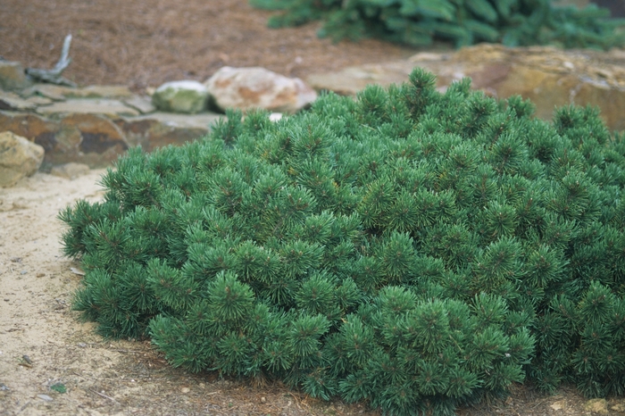 Mugo Pine - Pinus mugo var. pumilio