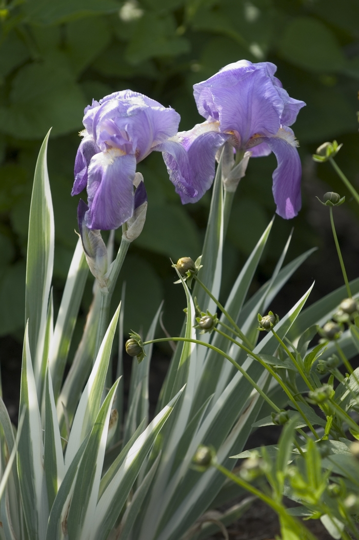 Variegata Sweet Iris - Iris pallida 'Variegata' (Sweet Iris)