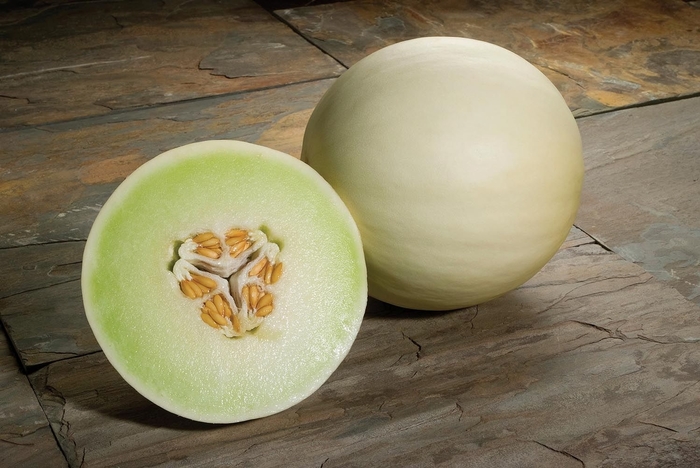 Snow Mass Honeydew Melong - Cucumis melo 'Snow Mass'