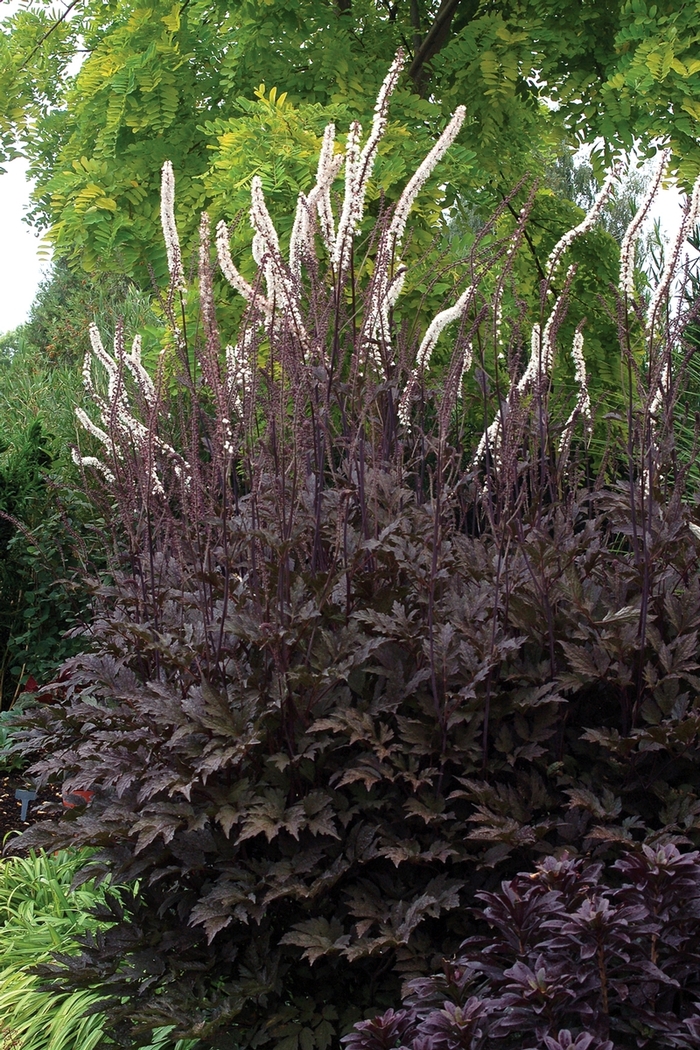 'Black Negligee' Purple-leaf Bugbane - Actaea simplex