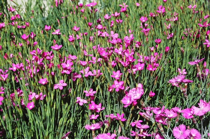 Pinks - Dianthus gratianopolitanus 'Firewitch'