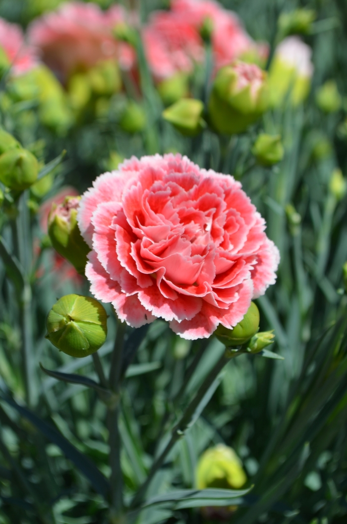 Pinks - Dianthus 'Scent First Coral Reef'