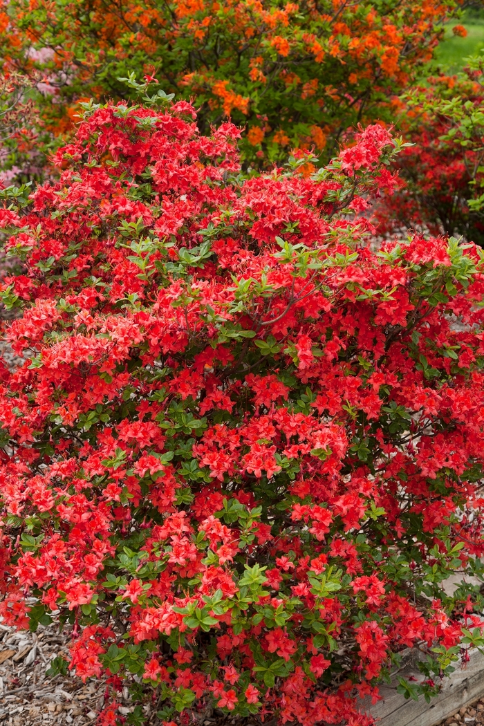 Electric Lights™ Red - Rhododendron 'UMNAZ 502' PP26,601 