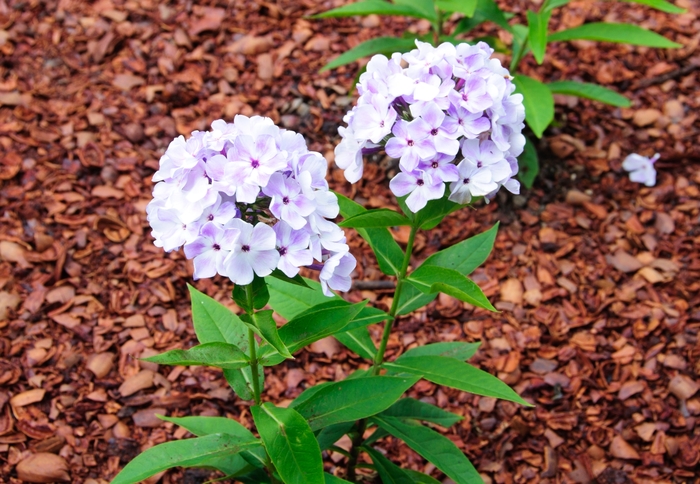 Phlox Garden - Phlox paniculata 'Flame™ Blue'