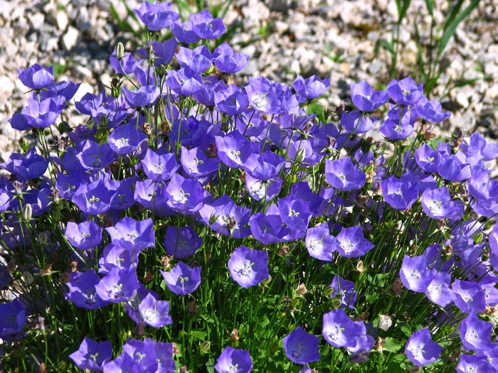 Bellflower Rapido Blue - Campanula Carpathian 