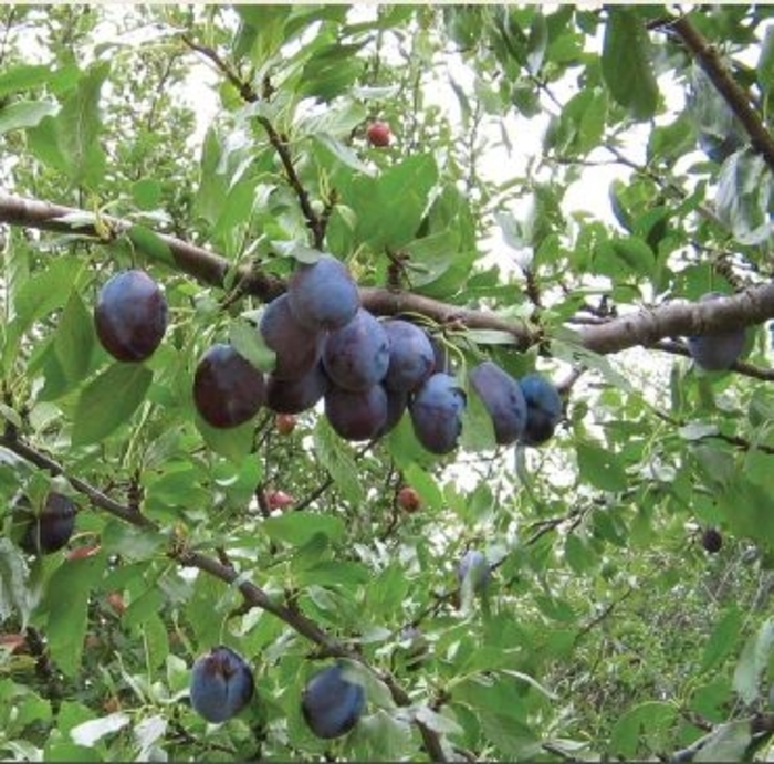Mount Royal Plum - Prunus domestica 'Mount Royal'