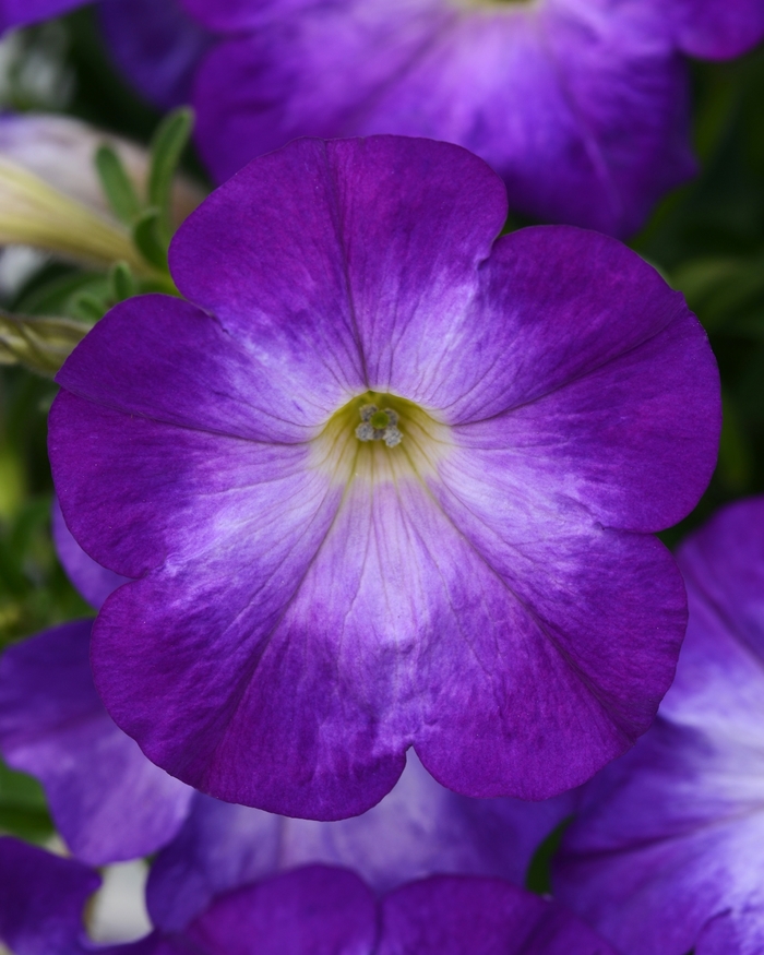 ColorBlitz™ 'Bluerific' - Petunia 