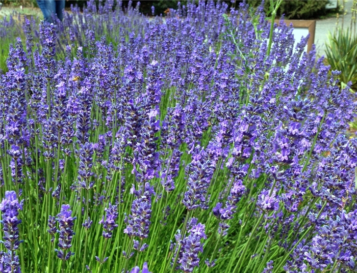 Phenomenal Lavender - Lavendula 