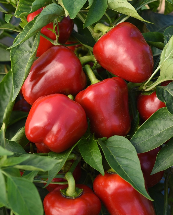 Sweet Bell Pepper - Capsicum annuum 'Snackabelle Red'