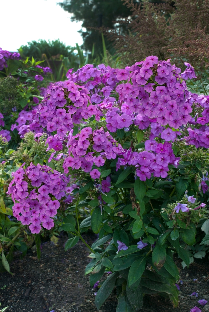 Phlox Garden - Phlox paniculata 'Purple Flame™'