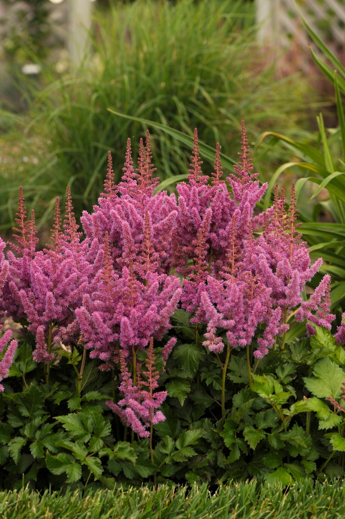 Chinese Astilbe - Astilbe chinensis 'Visions'