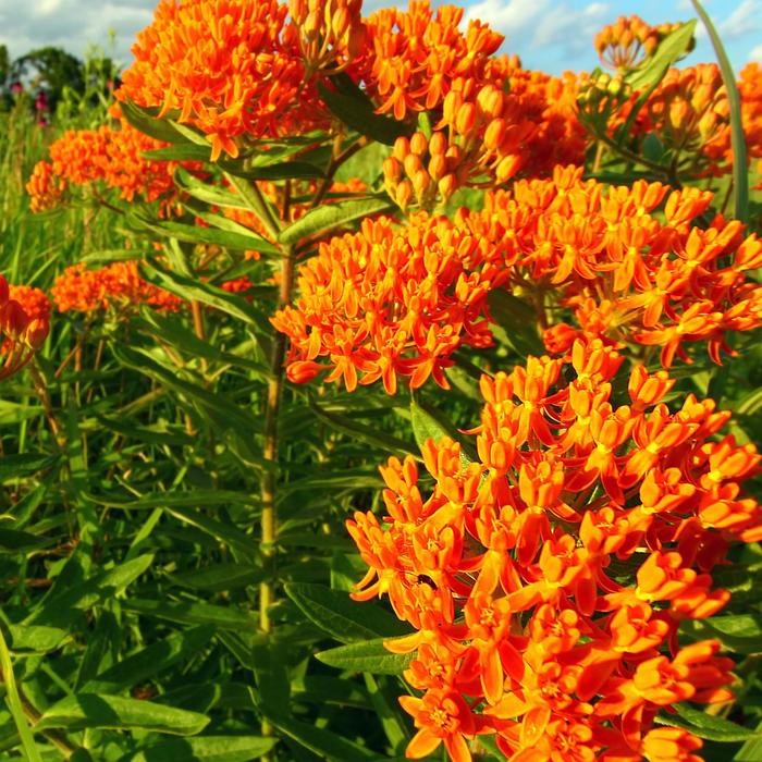Butterfly Weed - Asclepias tuberosa 