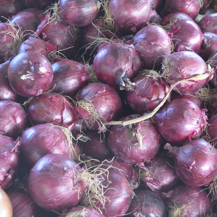 Red Onion - Allium cepa