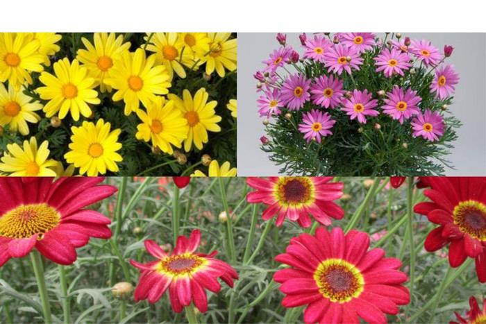 Argyranthemum - Marguerite Daisy - Multiple Varieties