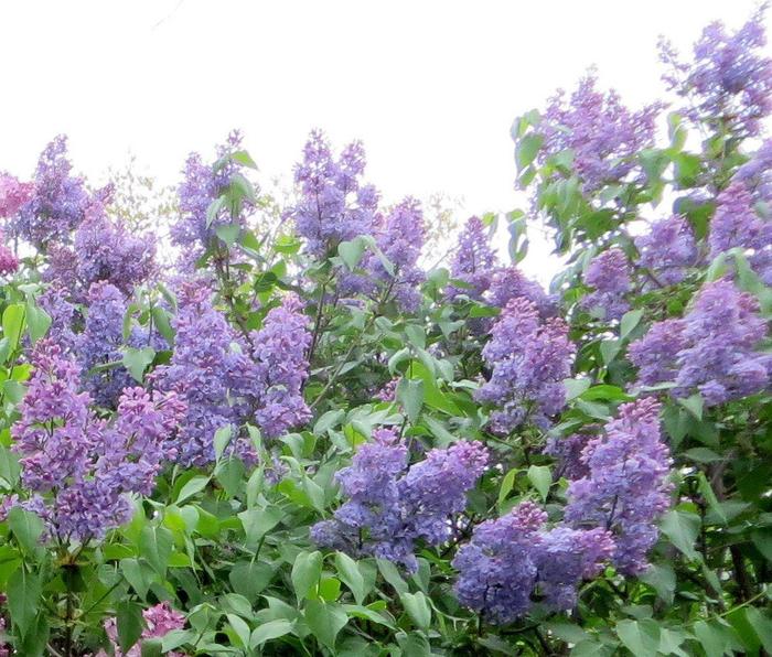 Wedgewood Blue' Lilac - Syringa vulgaris 'Wedgewood Blue'