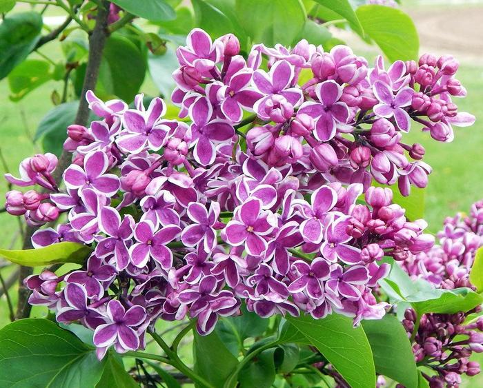 Sensation' Lilac - Syringa vulgaris 'Sensation'