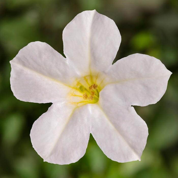 Itsy™ White - Petunia 