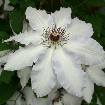 Clematis 