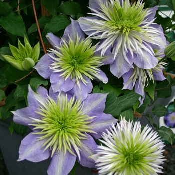 Clematis 