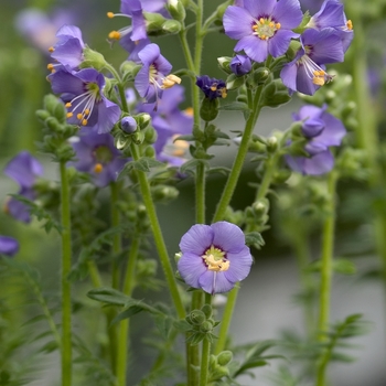 Polemonium boreale