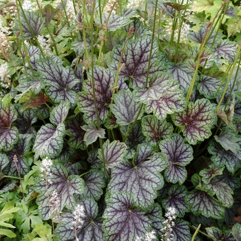 Heuchera americana