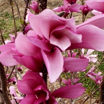 Magnolia lilifora 'Jane'
