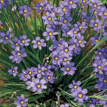 Sisyrinchium angustifolium