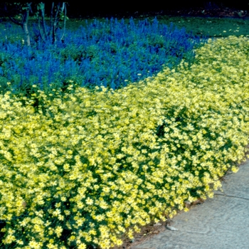 Coreopsis verticillata