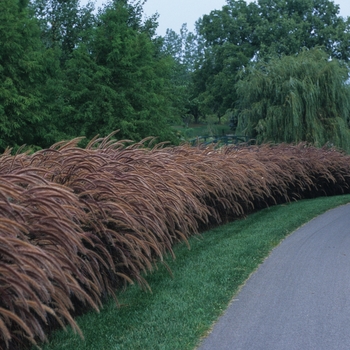 Pennisetum setaceum 'Rubrum' ' Rubrum Purple Fountain Grass'