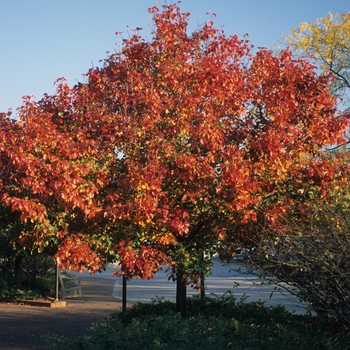 Pyrus calleryana 'Autumn Blaze'