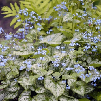 Brunnera macrophylla 'Jack Frost'