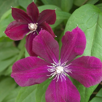 Clematis hybrid 'Niobe'