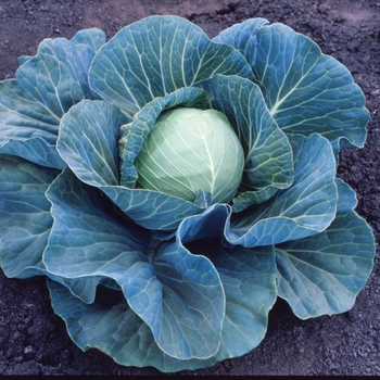 Brassica 