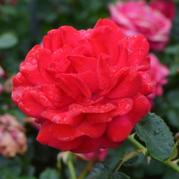 Rosa hybrid