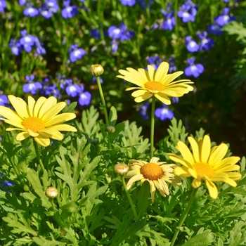 Argyranthemum 'Beauty Yellow'