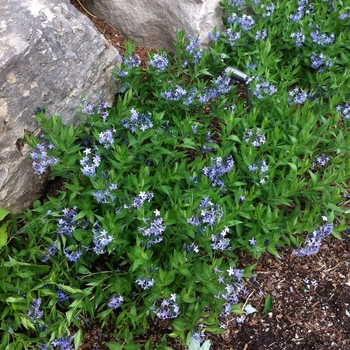 Amsonia x 'Blue Ice'