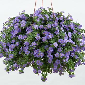 Sutera cordata (Bacopa)