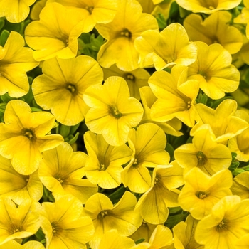 Calibrachoa 