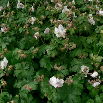 Geranium x cantabrigiense