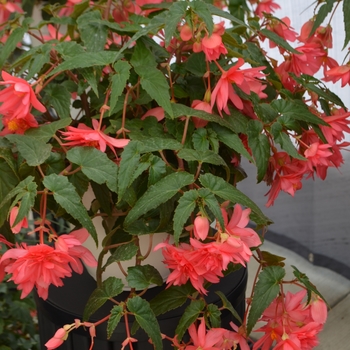 Begonia x hybrida