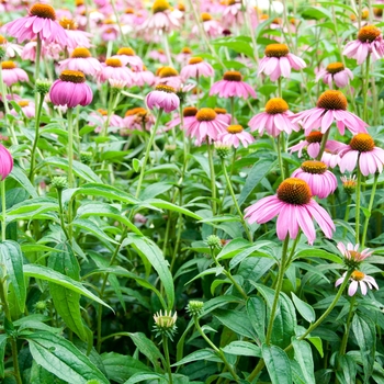 Echinacea purpurea