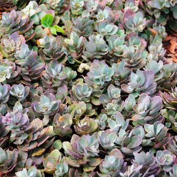Sunsparkler&reg; Plum Dazzle Sedum