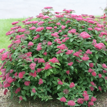 Spiraea japonica 'Double Play® Red'