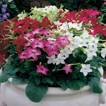 Nicotiana x alata (Flowering Tobacco)