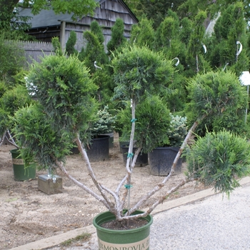 Juniperus chinensis PPOM