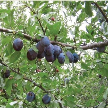 Prunus domestica 'Mount Royal'
